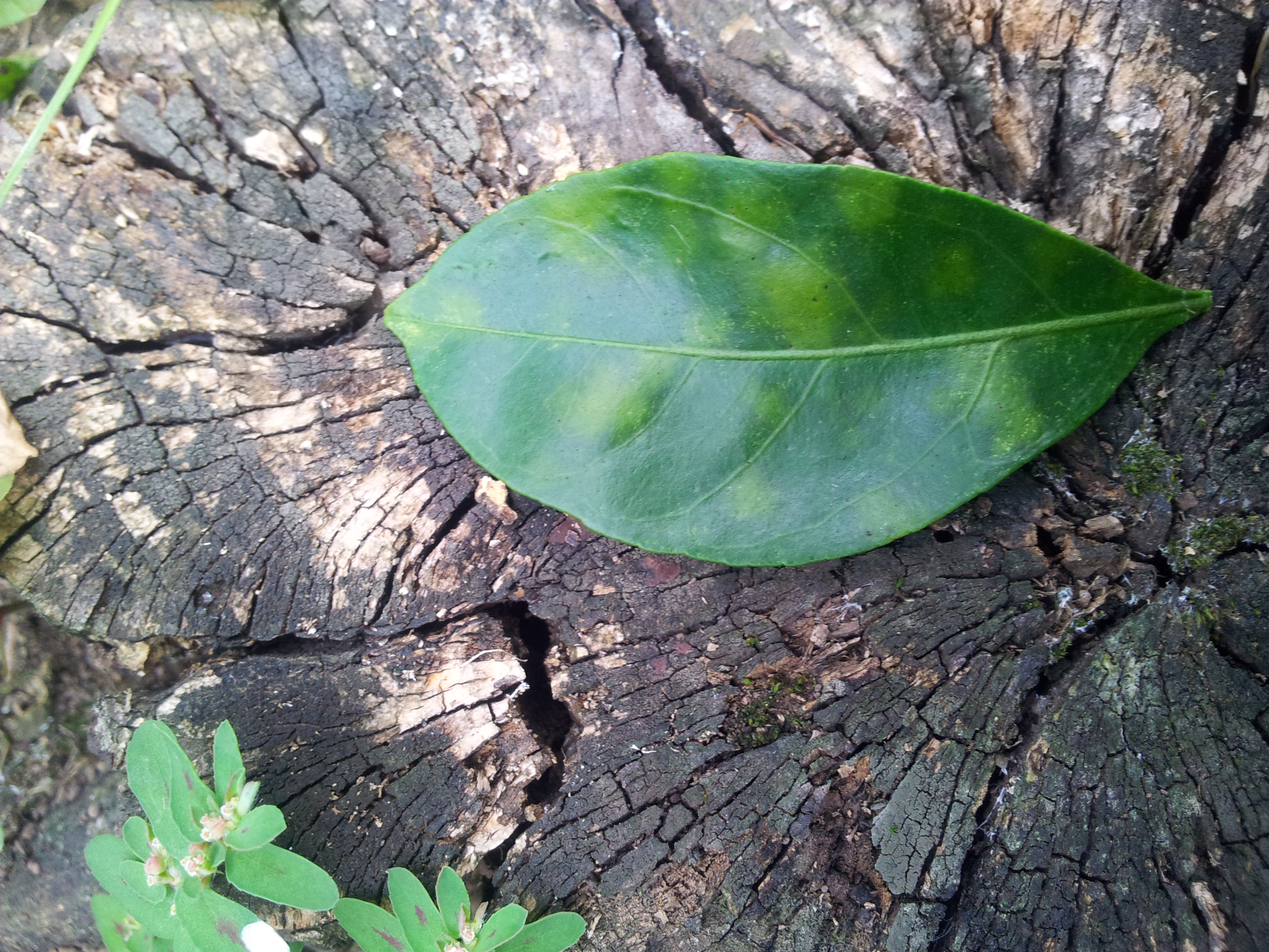 감귤 잎이 이상해서요